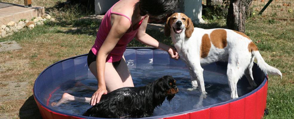 V horúcich dňoch nám je príjemne v psom bazéniku