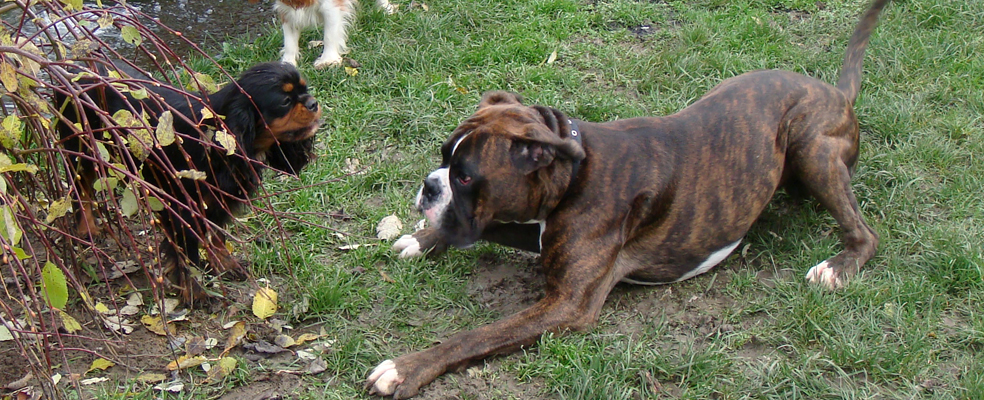 Zoto (boxer) v ohrození života :-)